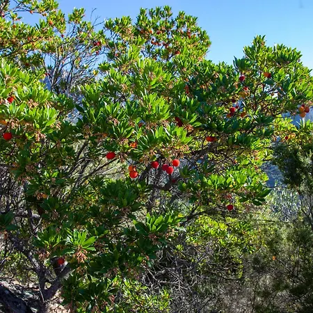 Casa Di Ramatta - Chez L'apicultrice